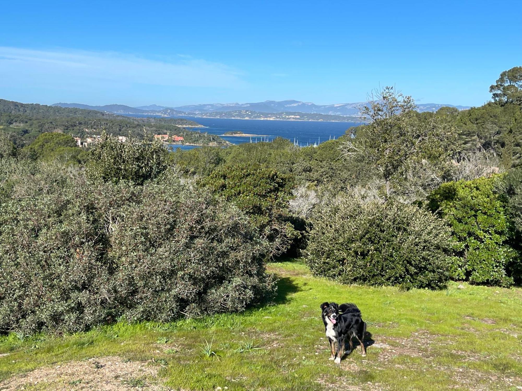 Latitudes 43 Leilighet Porquerolles Eksteriør bilde